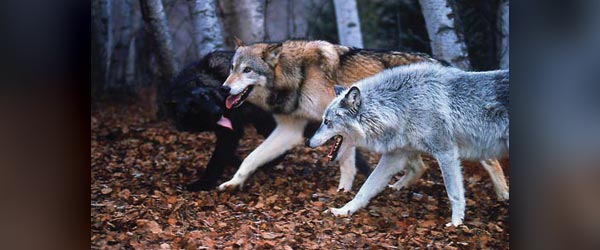 WHICH WOLF WINS?  Creating the Results You Want